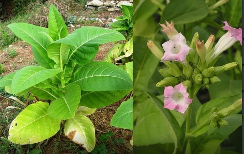 Hình ảnh Hoa, quả của cây thuốc