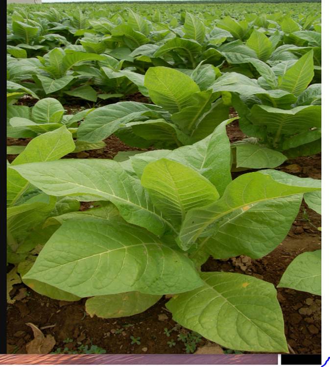 Hình ảnh cây Thuốc lá