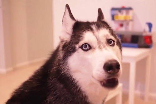 Nên số giun định kỳ cho chó