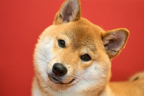 Hạn chế cho trẻ em tiếp xúc với chó mèo không được chăm sóc kỹ