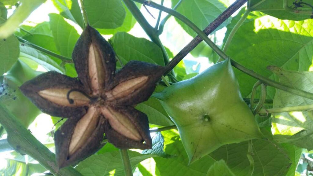 Hình ảnh: Hoa và quả hạt cây Sachi