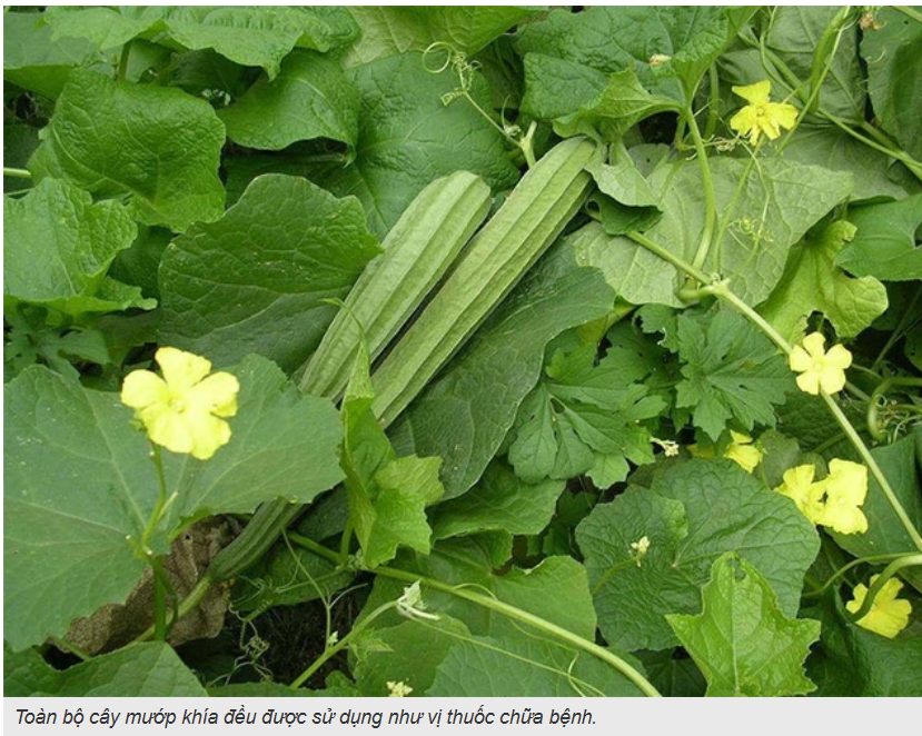Cây Mướp khía – Loại rau quen thuộc, tốt cho sức khỏe