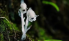 Lan Thủy Tinh (Monotropa uniflora) Vẻ đẹp kỳ bí của loài “lan ma” không cần ánh sáng để sống