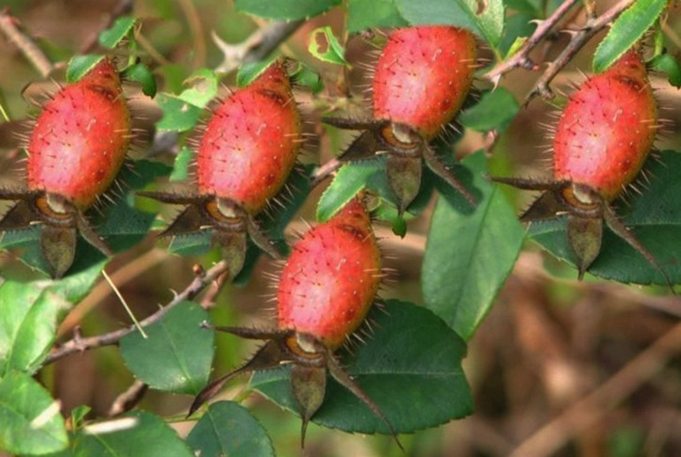 Hình ảnh Cây Kim anh