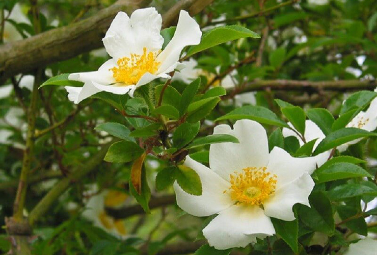 Hình ảnh: Hoa và quả của cây Kim Anh tử