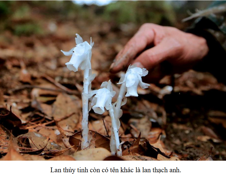 Lan Thủy Tinh