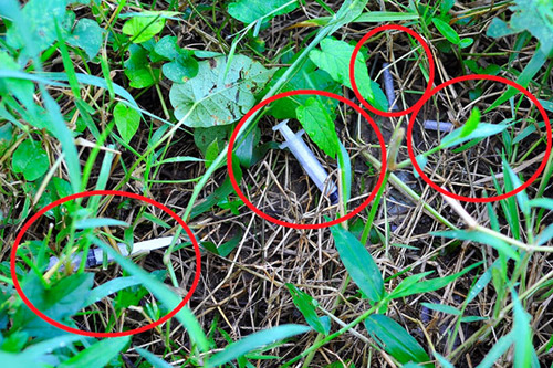 Kim tiêm có nhiều ở nơi bụi lùm nhiều cây cỏ