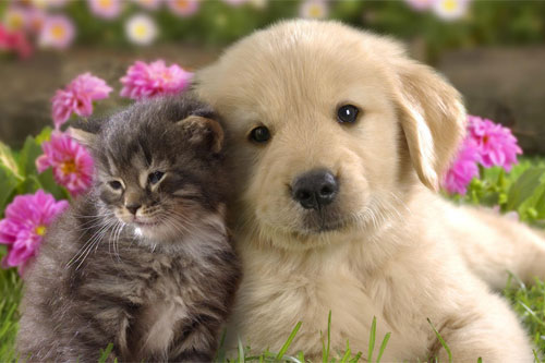 Tiếp xúc với chó mèo có nhiều nguy cơ đối với sức khỏe